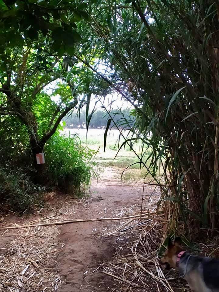 מסמנים את שביל השרון