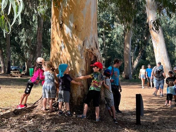 ילדים מחבקים עץ אקליפטוס בטבע דרום השרון