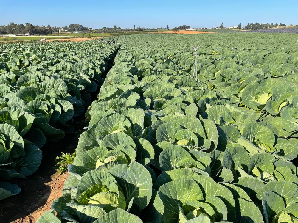 שדה הכרובים של ערן בק