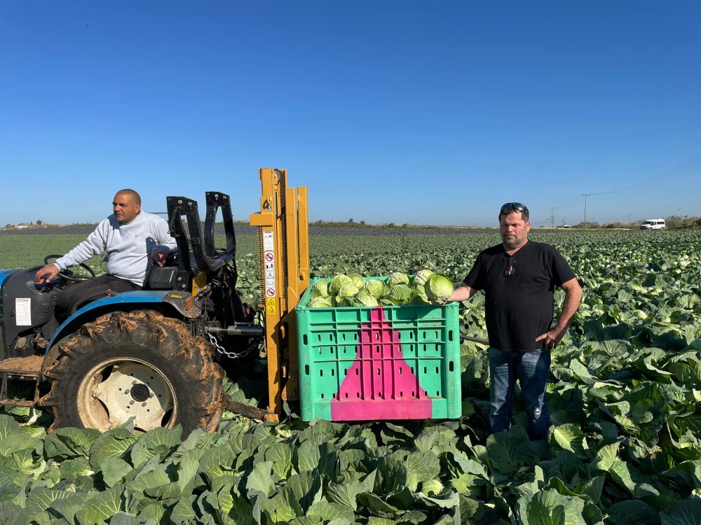 עובדים בשדה הכרובים