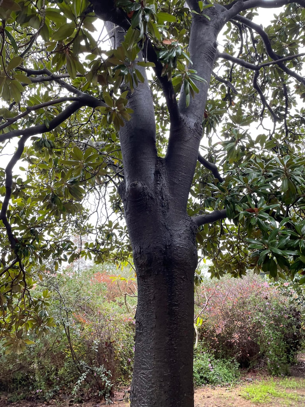 עץ הידידות בקיבוץ רמת הכובש