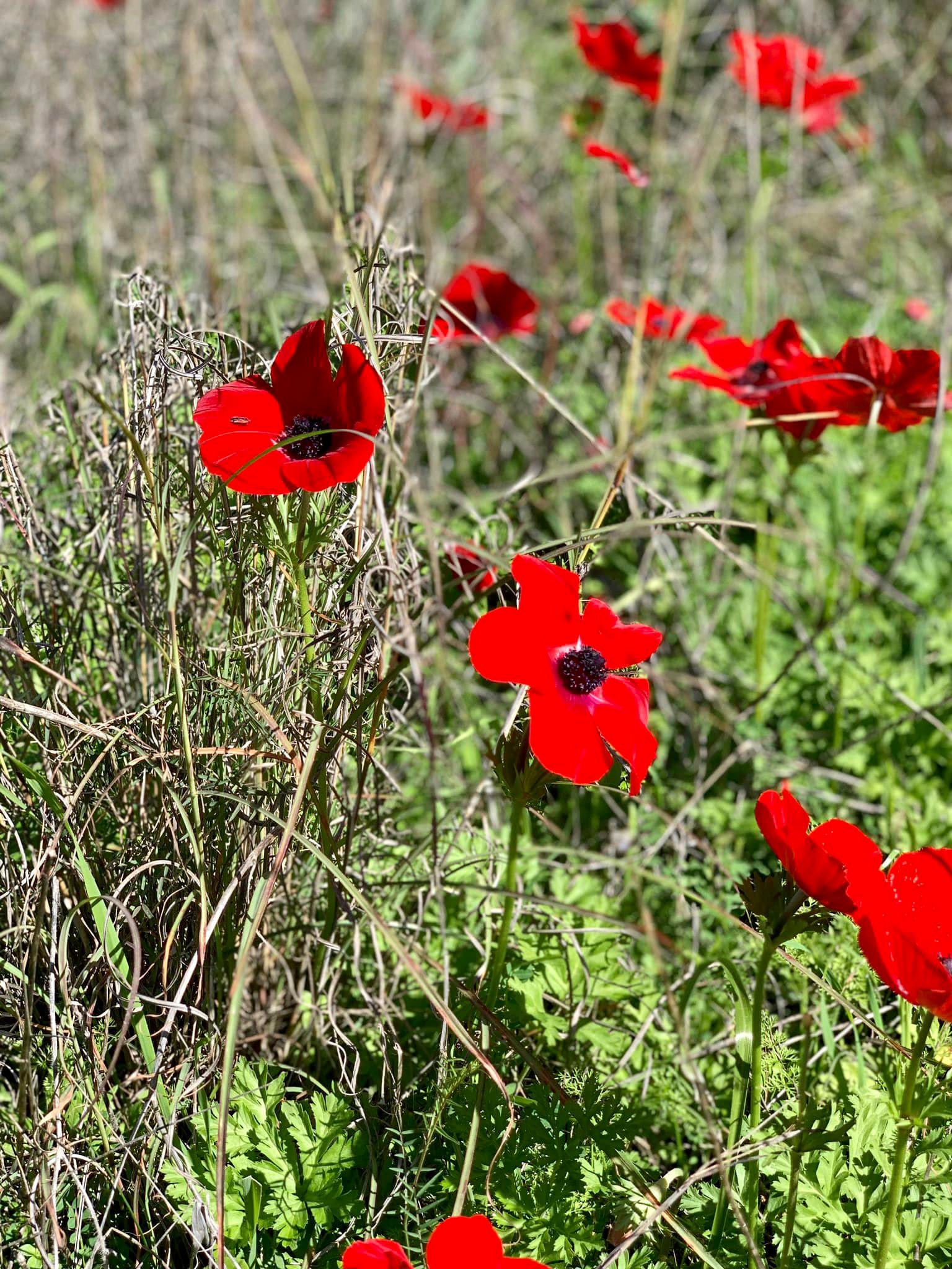 פריחה ביער חורשים דרום השרון