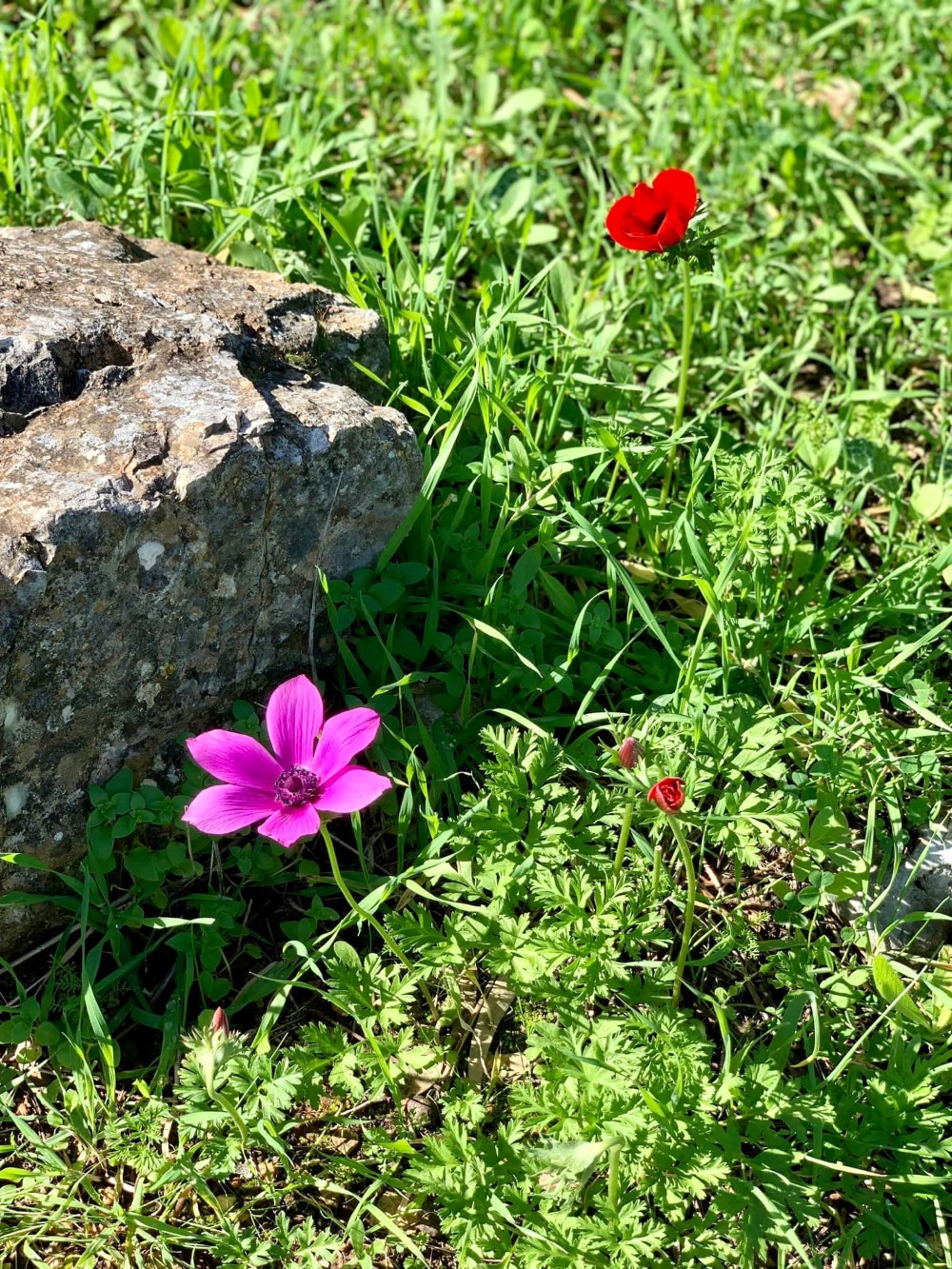 פריחה ביער חורשים דרום השרון