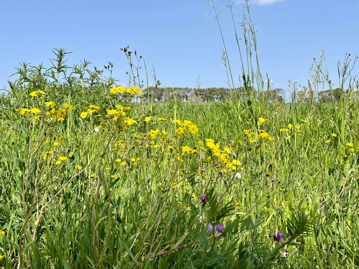 טבע ופריחה צהובה בדרום השרון