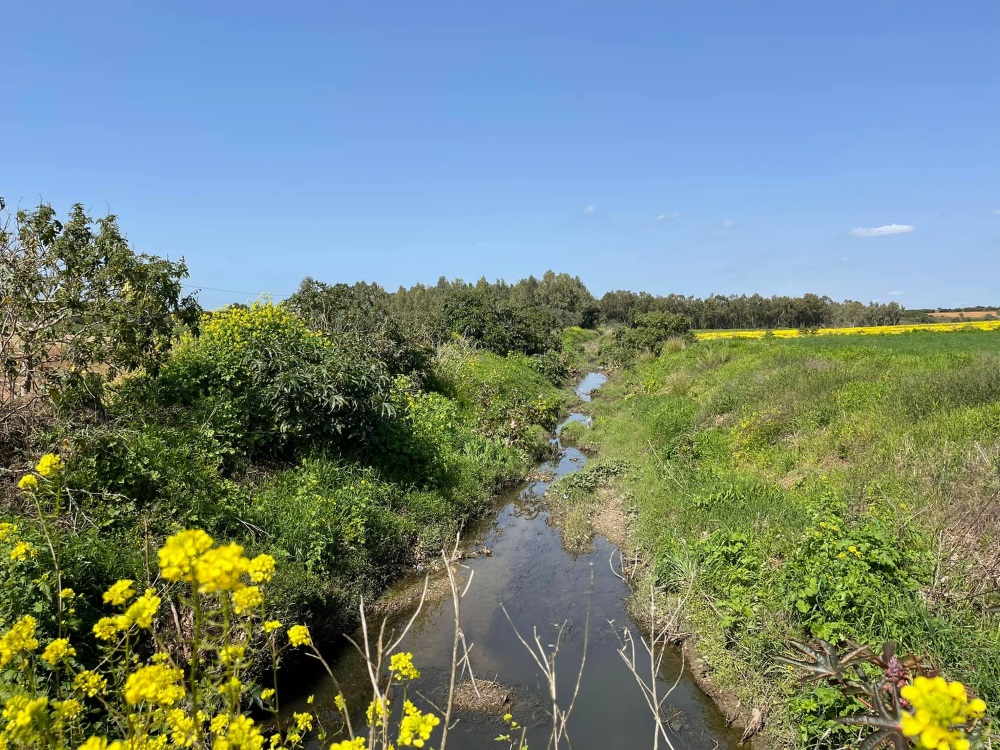 פריחה בנחלי דרום השרון