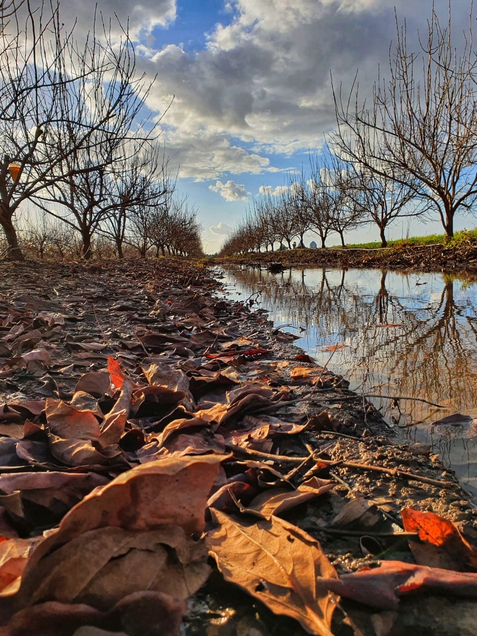 הצילום הזוכה בתערוכה שכותרתו קריספי חורף צילמה ליאן לוי