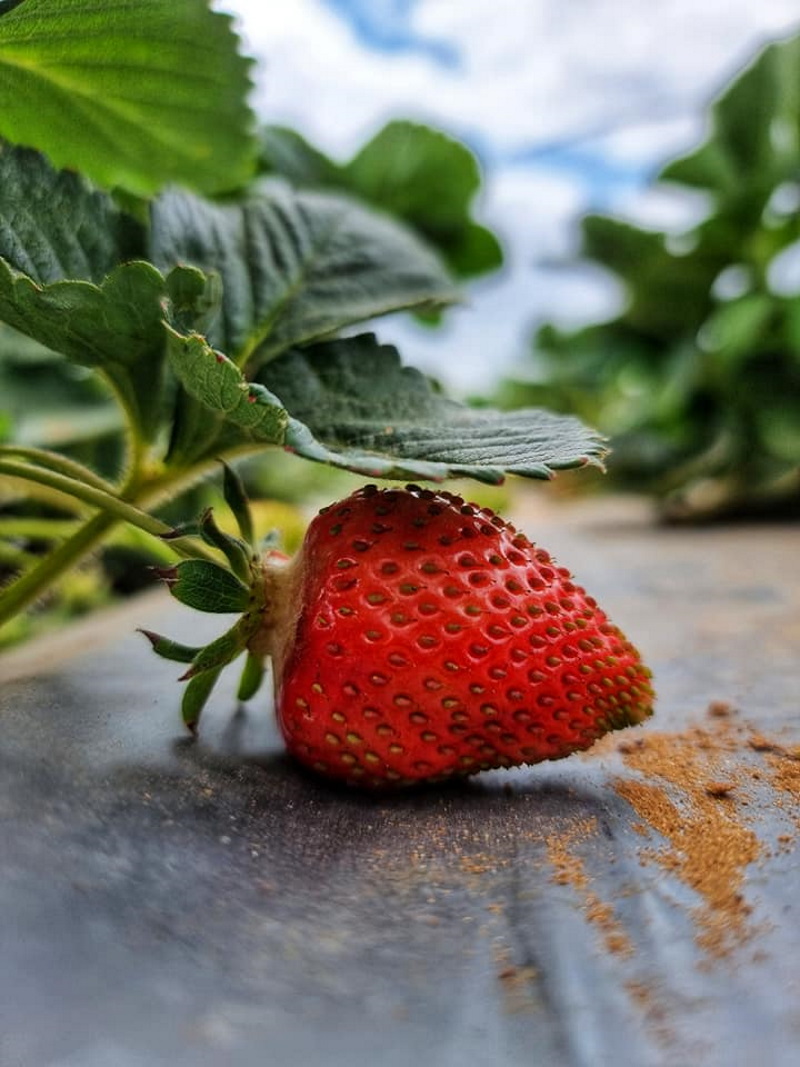 פרי תות בחווה החקלאית