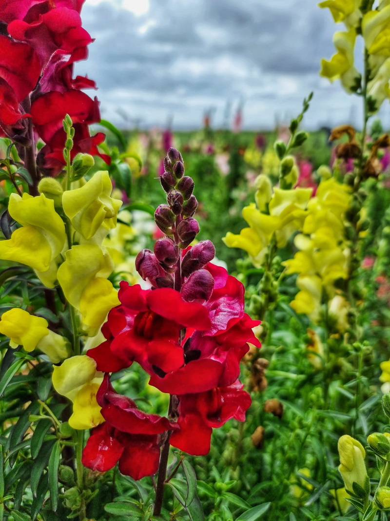 פריחה צבעונית בחווה החקלאית