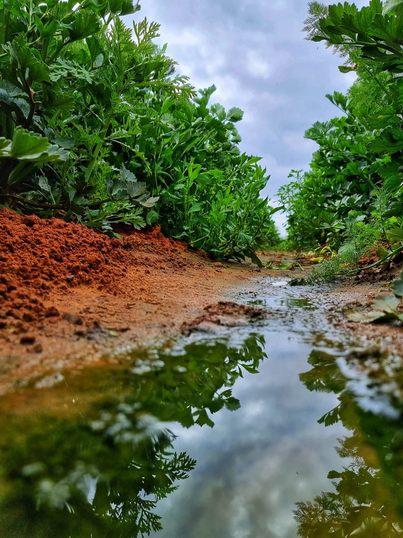 צמחייה ירוקה בחווה החקלאית