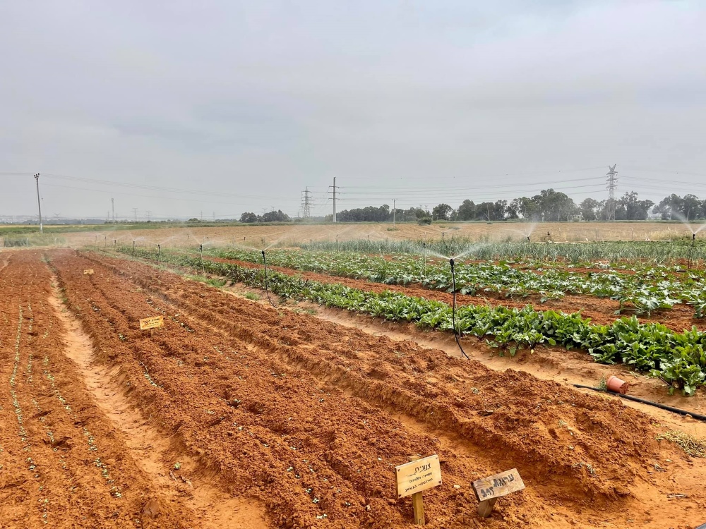 שדה חקלאי בדרום השרון