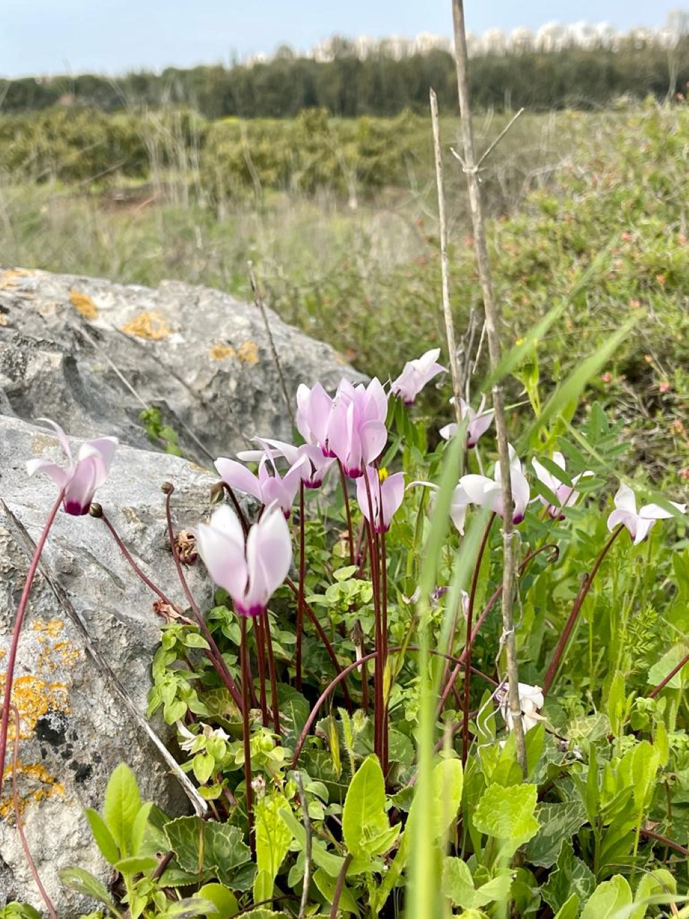 פריחה של ורדים בשטחי המועצה
