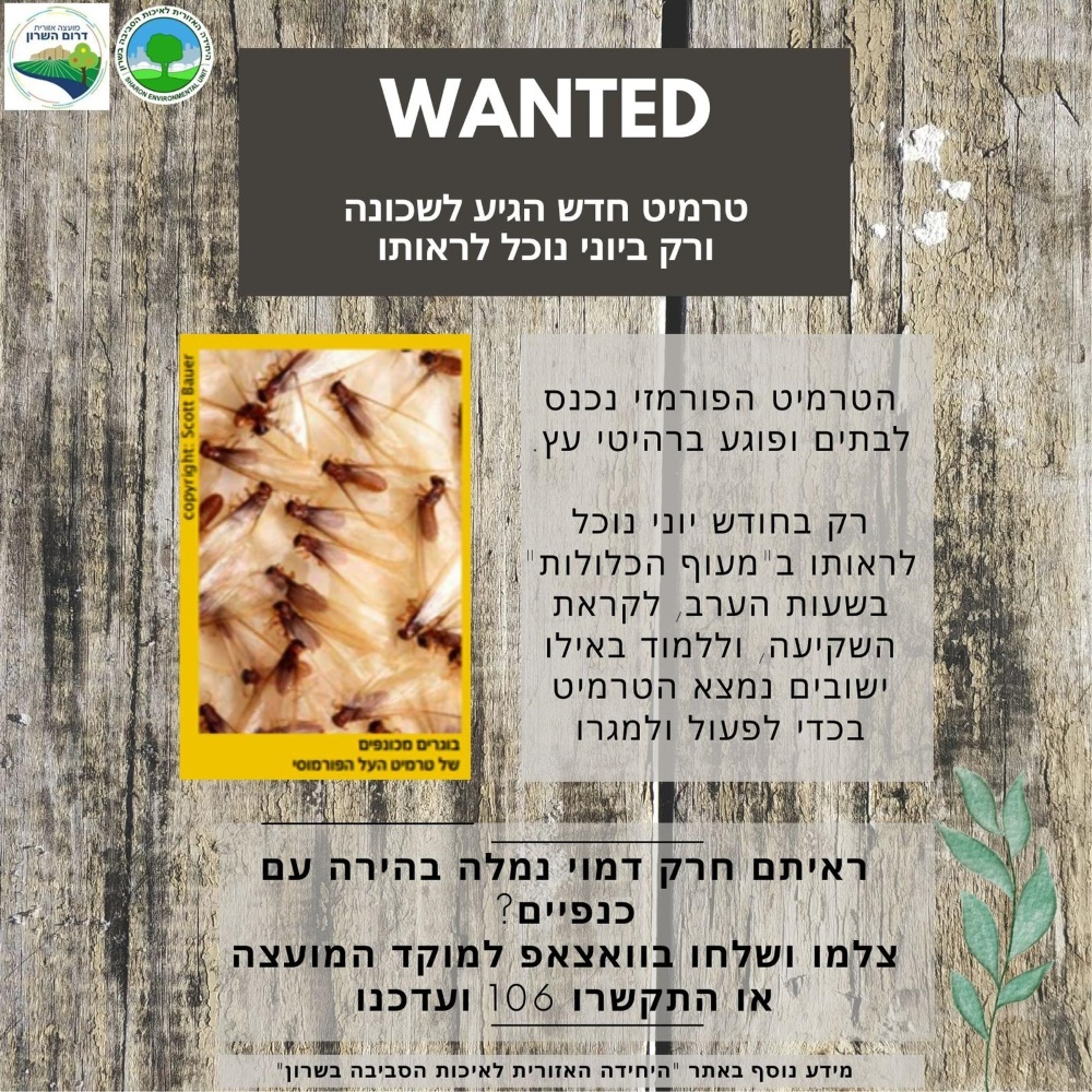 מודעה גרפית טרמיט חדש הגיע לשכונה הטרמיט הפורמזי