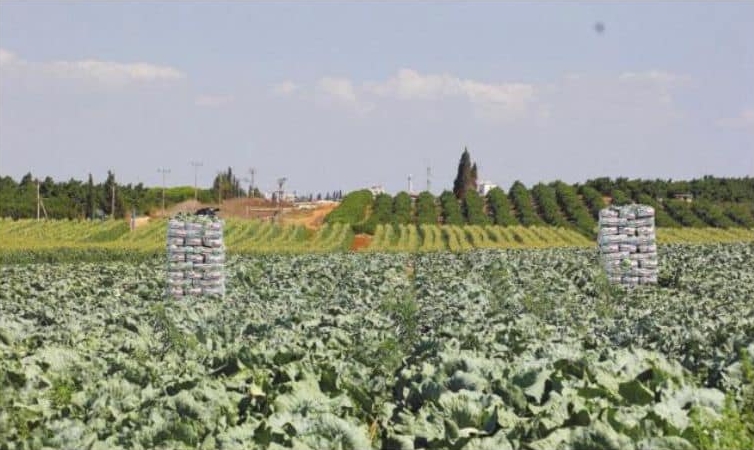 שטח חקלאי ירוק במושב צופית מועצה אזורית דרום השרון