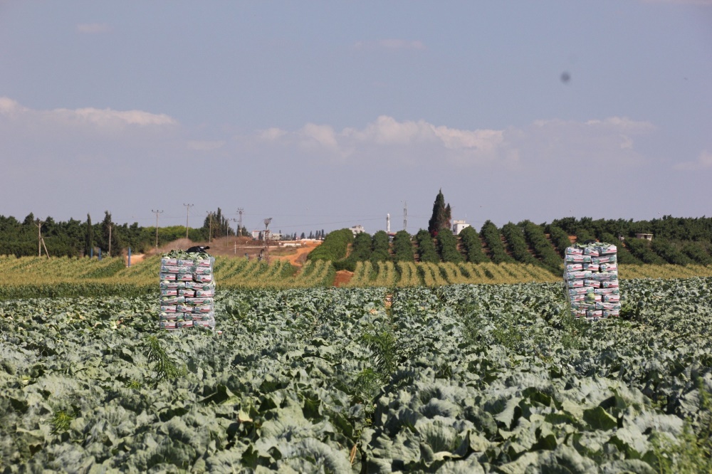 שדה חקלאי במושב צופית אשר בדרום השרון