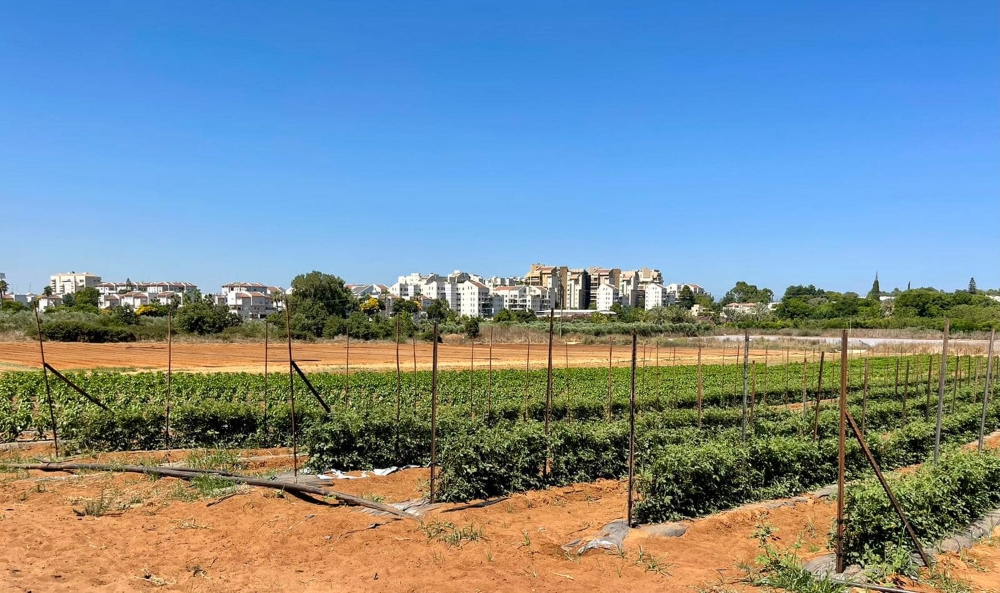 שטח חקלאי במועצה אזורית דרום השרון 