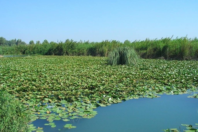 בריכת מים בגן לאומי ירקון דרום השרון