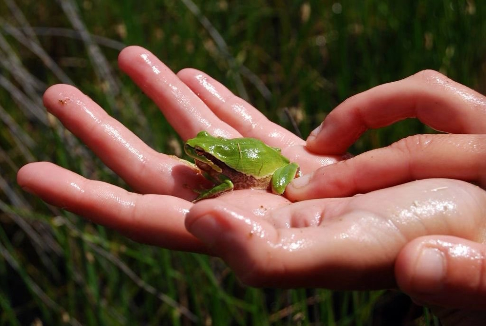יד מחזיקה צפרדע על רקע שדה ירוק