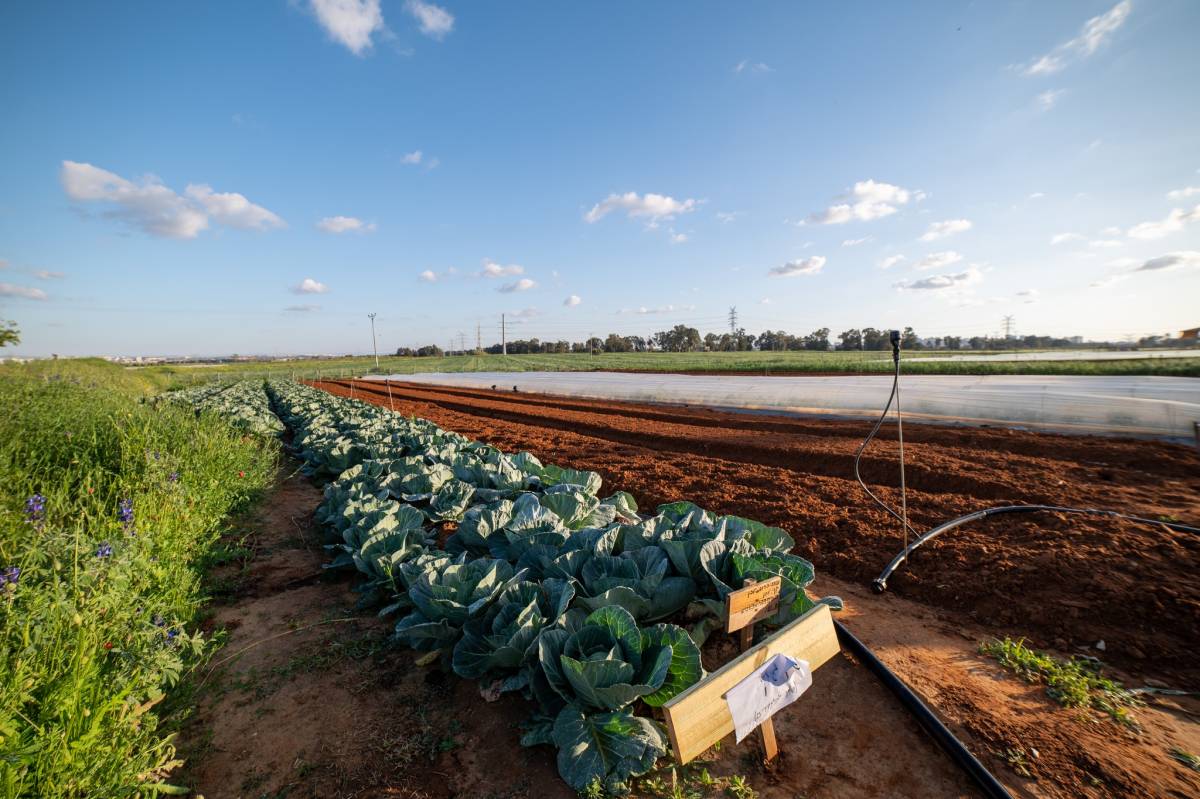 תמונה מארוע הפנינג עפיפונים במועצת דרום השרון