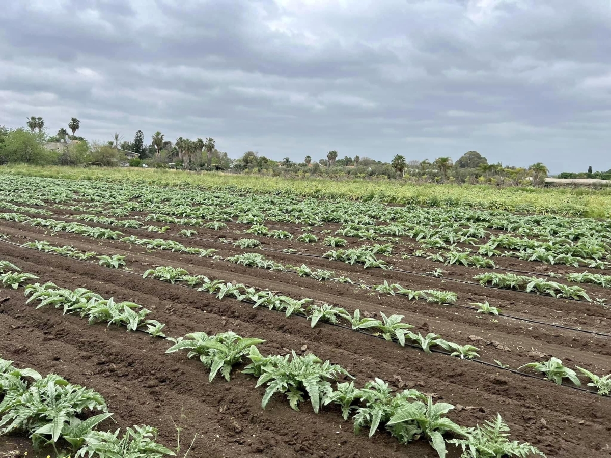 תמונה מארוע טיולי פסח במועצה האיזורית דרום השרון