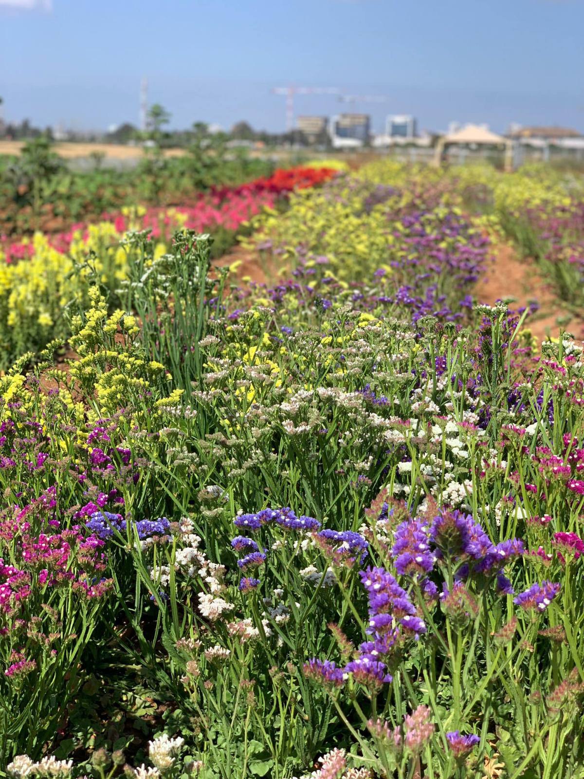 תמונת נוף מהחווה החקלאית