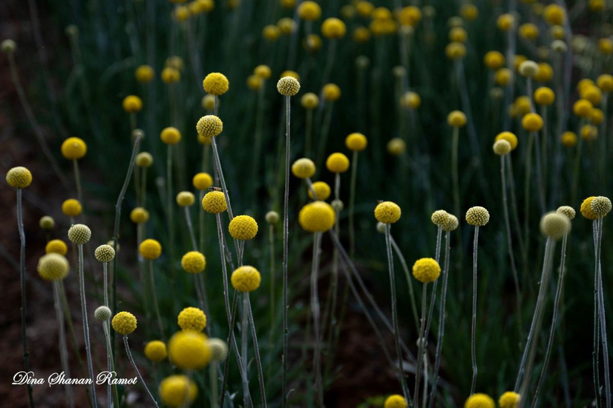 תמונות מסבב טיולי ספארי בדרום השרון