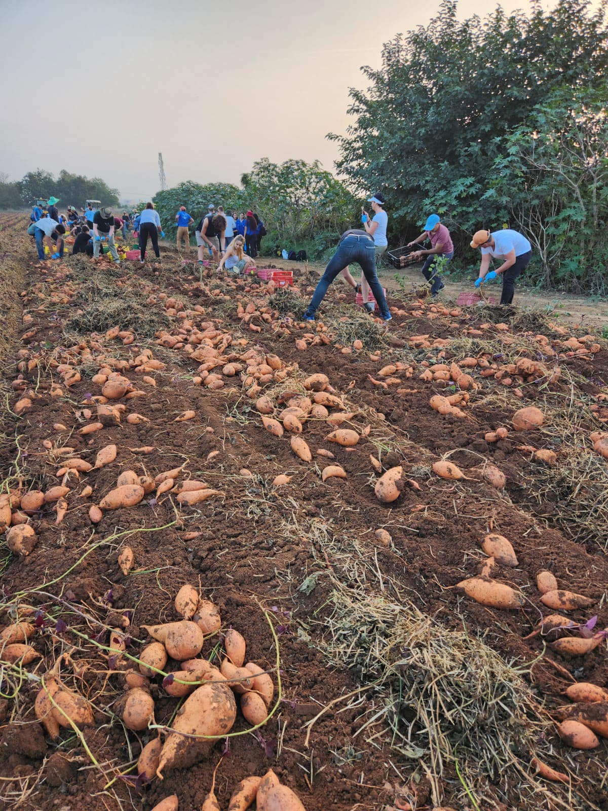 צו 8 לחקלאות!