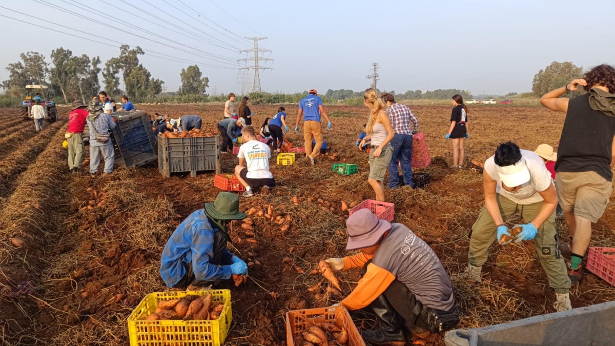 צו 8 לחקלאות!