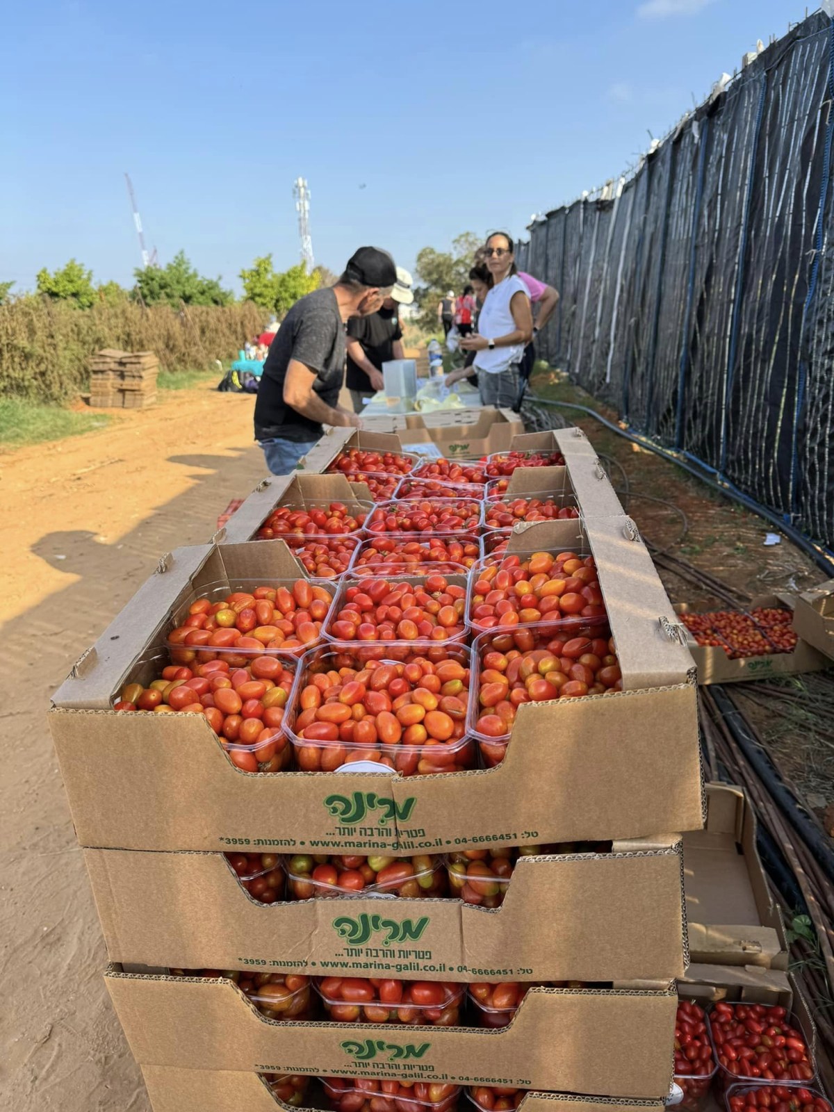 קטיף עגבניות שרי בדרום השרון