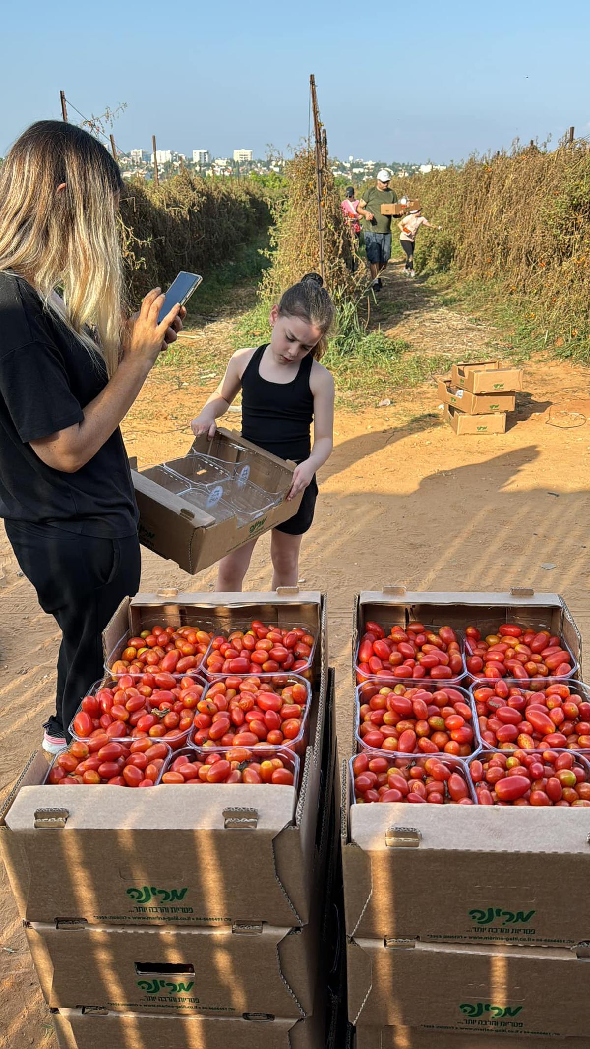 קטיף עגבניות שרי בדרום השרון
