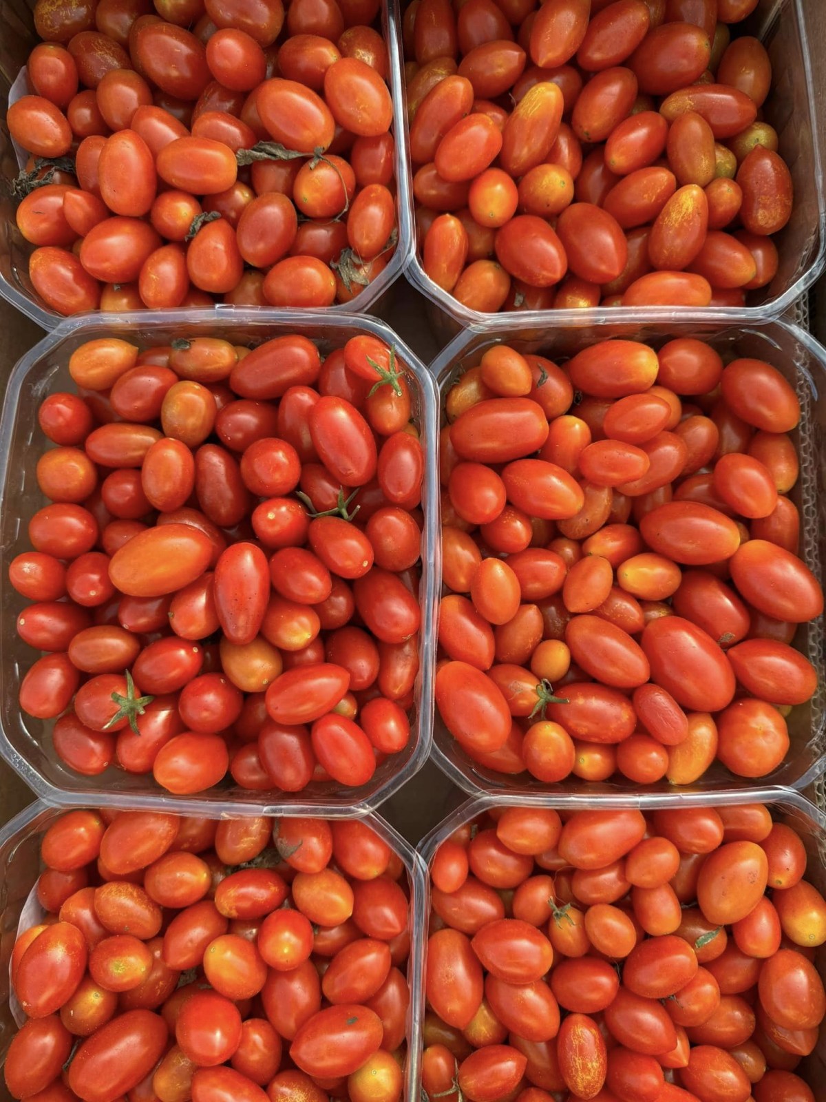 קטיף עגבניות שרי בדרום השרון