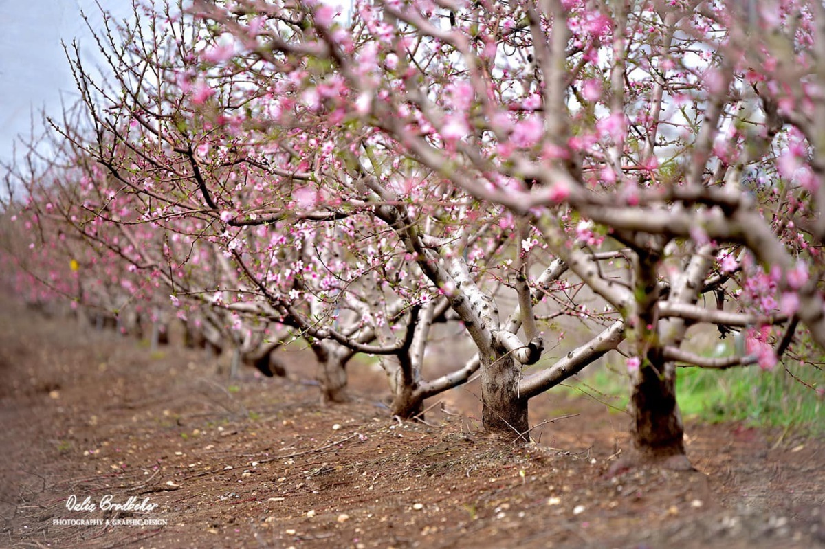 תמונה נוף חקלאי בדרום השרון
