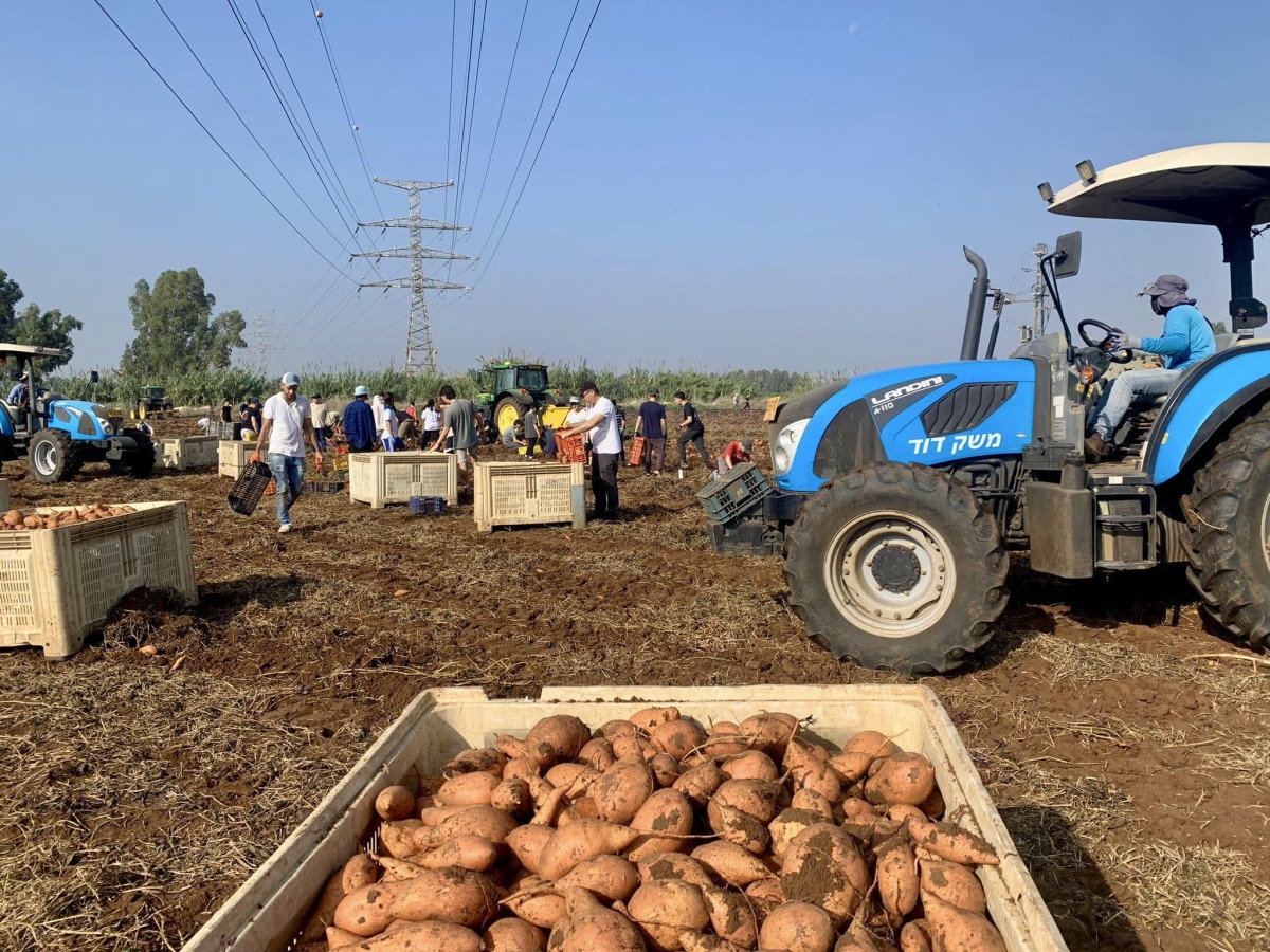 תושבות ותושבי דרום השרון מתגייסים בצו 8 לחקלאות