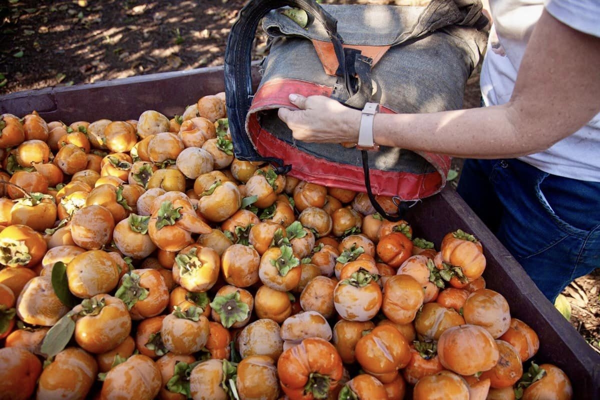 תושבות ותושבי דרום השרון מתגייסים בצו 8 לחקלאות