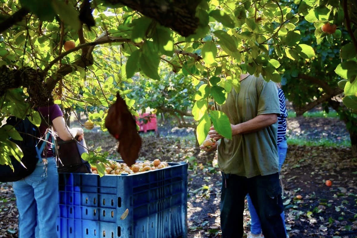 תושבות ותושבי דרום השרון מתגייסים בצו 8 לחקלאות