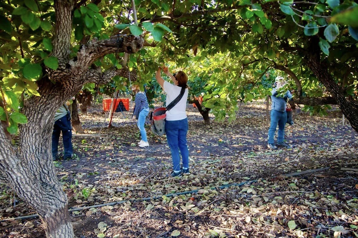 תושבות ותושבי דרום השרון מתגייסים בצו 8 לחקלאות