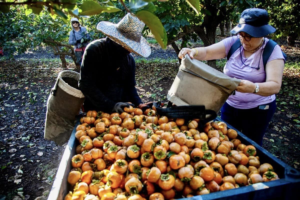 תושבות ותושבי דרום השרון מתגייסים בצו 8 לחקלאות