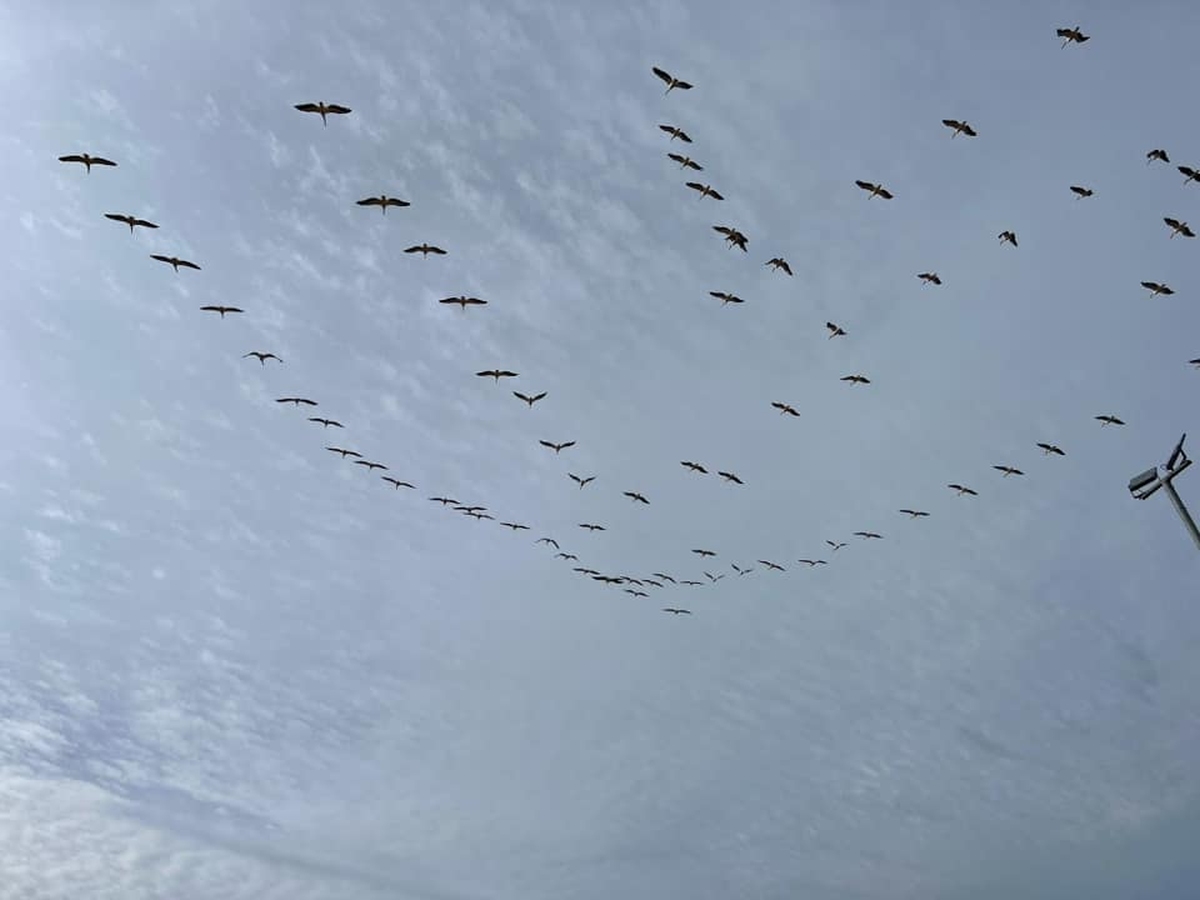 תמונות מארוע מפריחים עפיפונים לשחרורם בחווה החקלאית