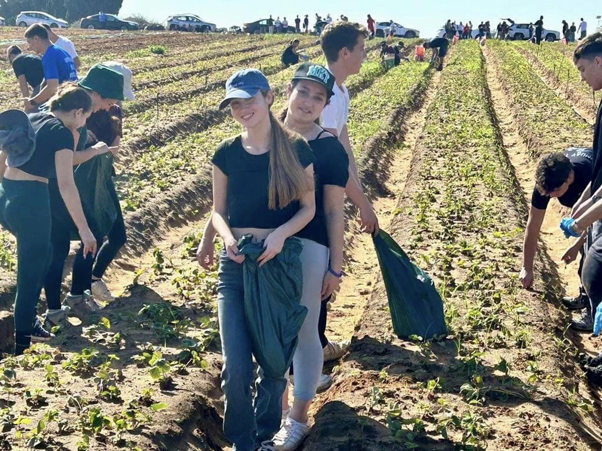 תמונות של בנות ובני נוער מבתי הספר ותנועות הנוער במהלך התנדבויות חקלאיות במסגרת מעורבות חברתית