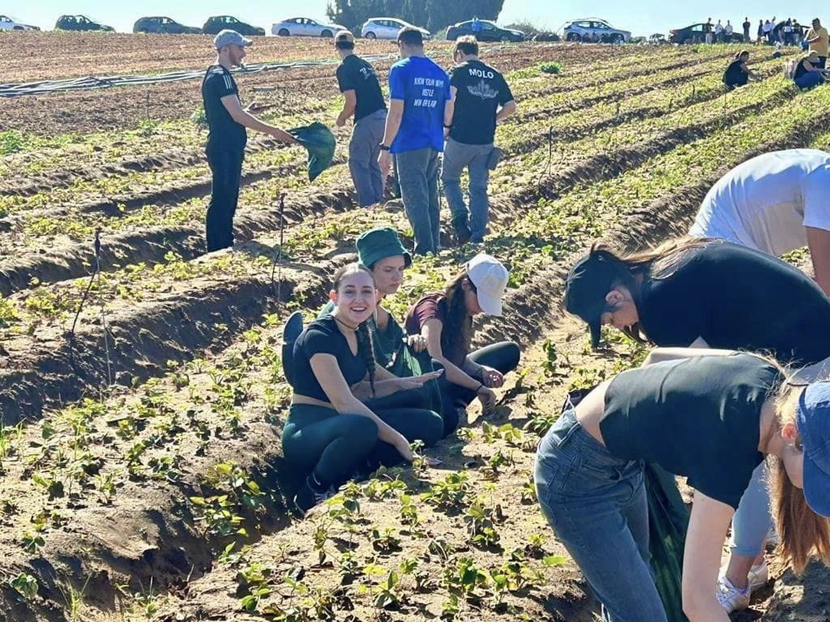 תמונות של בנות ובני נוער מבתי הספר ותנועות הנוער במהלך התנדבויות חקלאיות במסגרת מעורבות חברתית