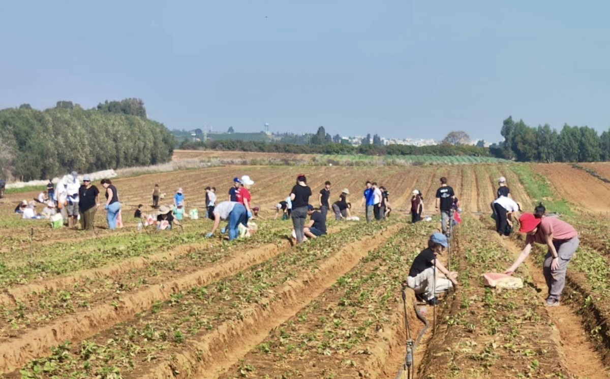 תמונות של בנות ובני נוער מבתי הספר ותנועות הנוער במהלך התנדבויות חקלאיות במסגרת מעורבות חברתית