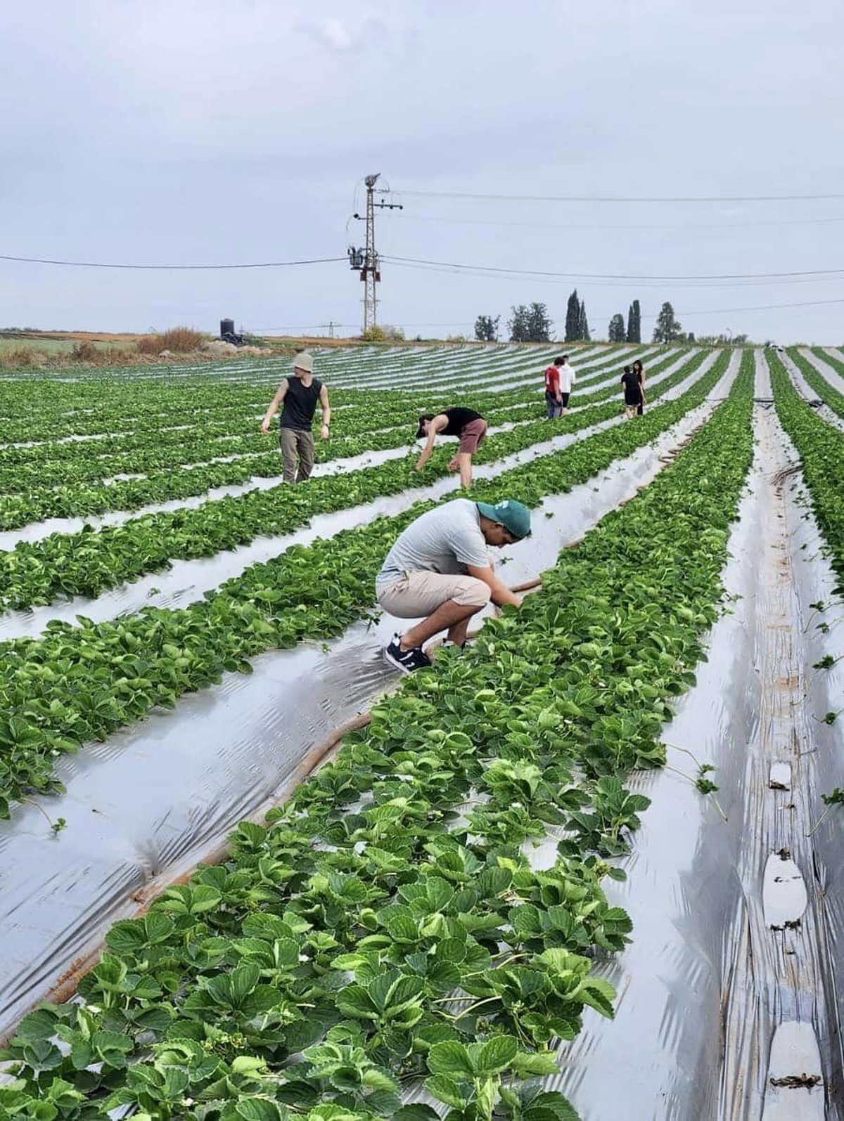 תמונות של בנות ובני נוער מבתי הספר ותנועות הנוער במהלך התנדבויות חקלאיות במסגרת מעורבות חברתית
