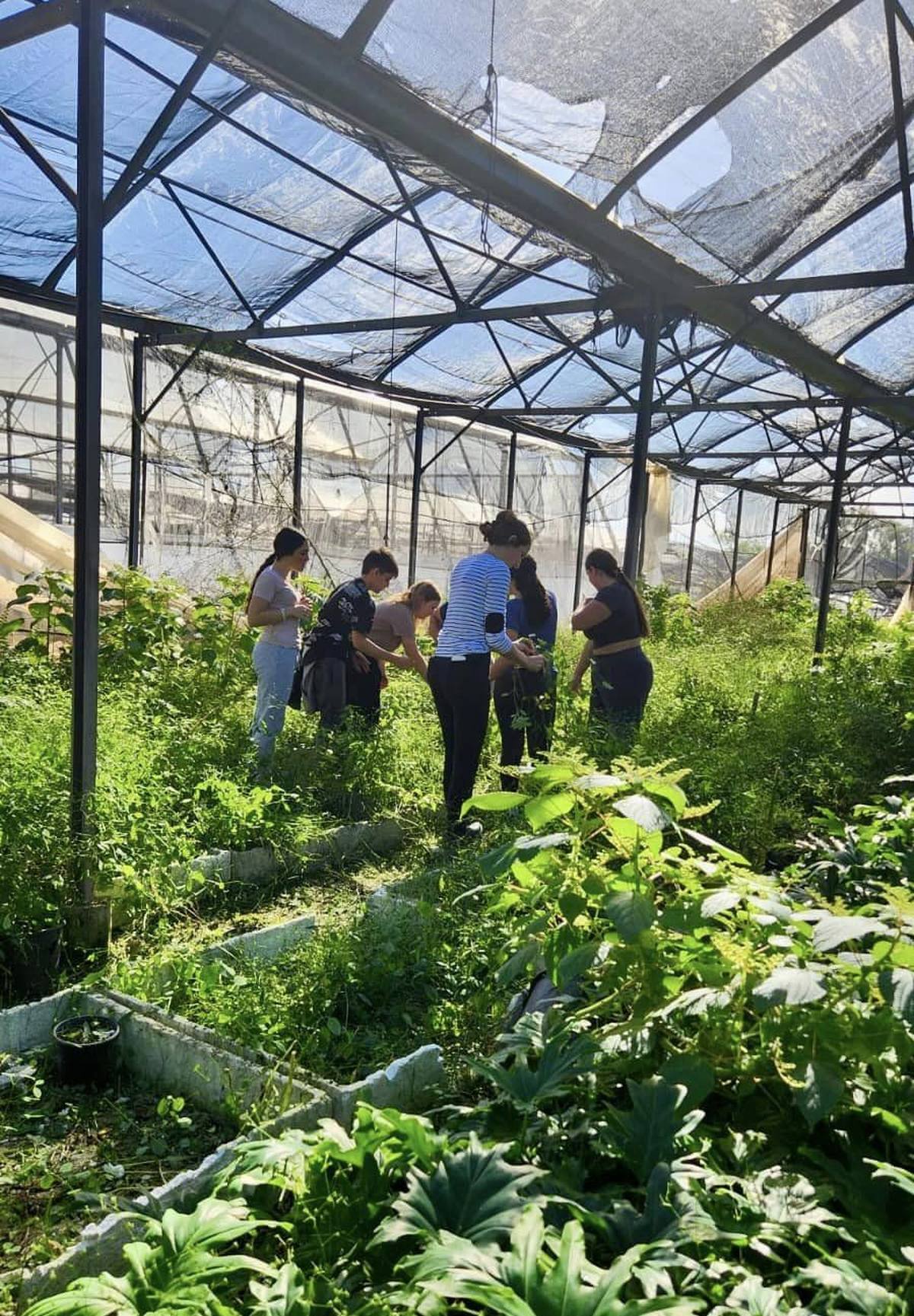 תמונות של בנות ובני נוער מבתי הספר ותנועות הנוער במהלך התנדבויות חקלאיות במסגרת מעורבות חברתית