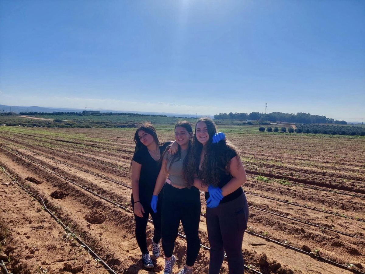 תמונות של בנות ובני נוער מבתי הספר ותנועות הנוער במהלך התנדבויות חקלאיות במסגרת מעורבות חברתית