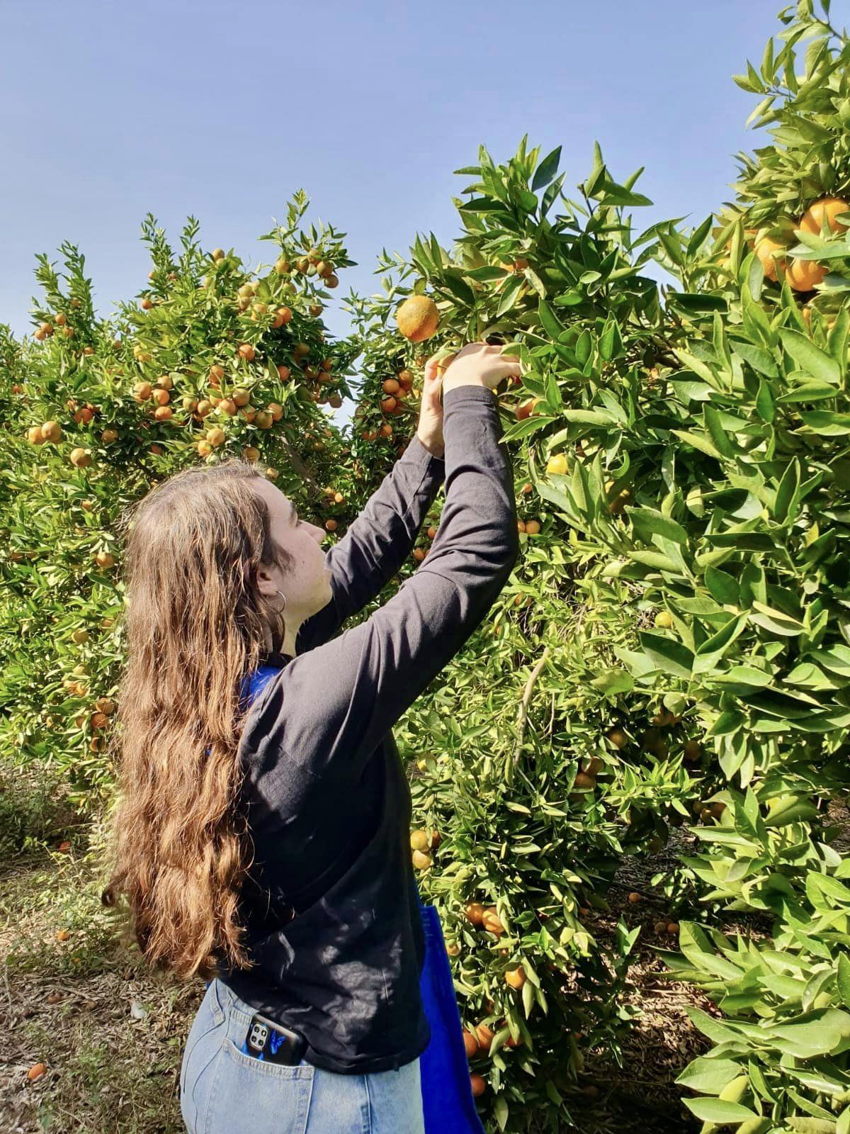 תמונות של בנות ובני נוער מבתי הספר ותנועות הנוער במהלך התנדבויות חקלאיות במסגרת מעורבות חברתית