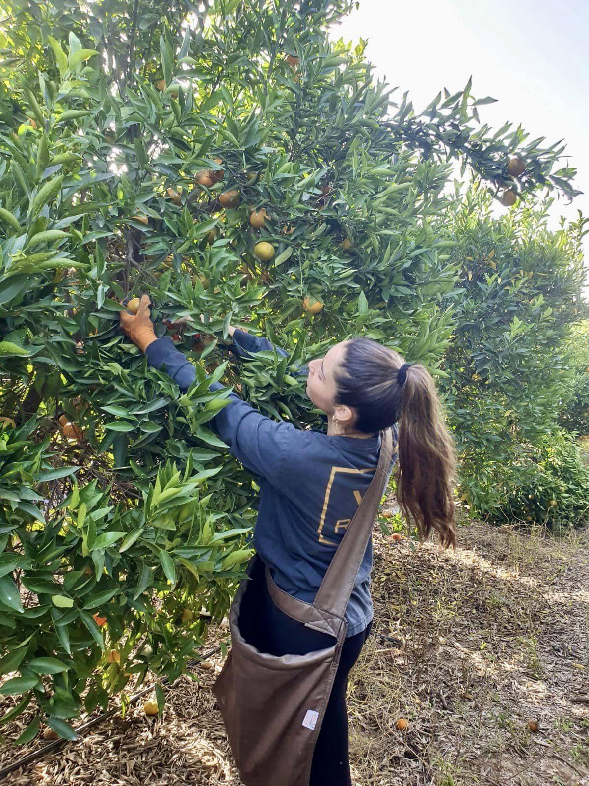 תמונות של בנות ובני נוער מבתי הספר ותנועות הנוער במהלך התנדבויות חקלאיות במסגרת מעורבות חברתית