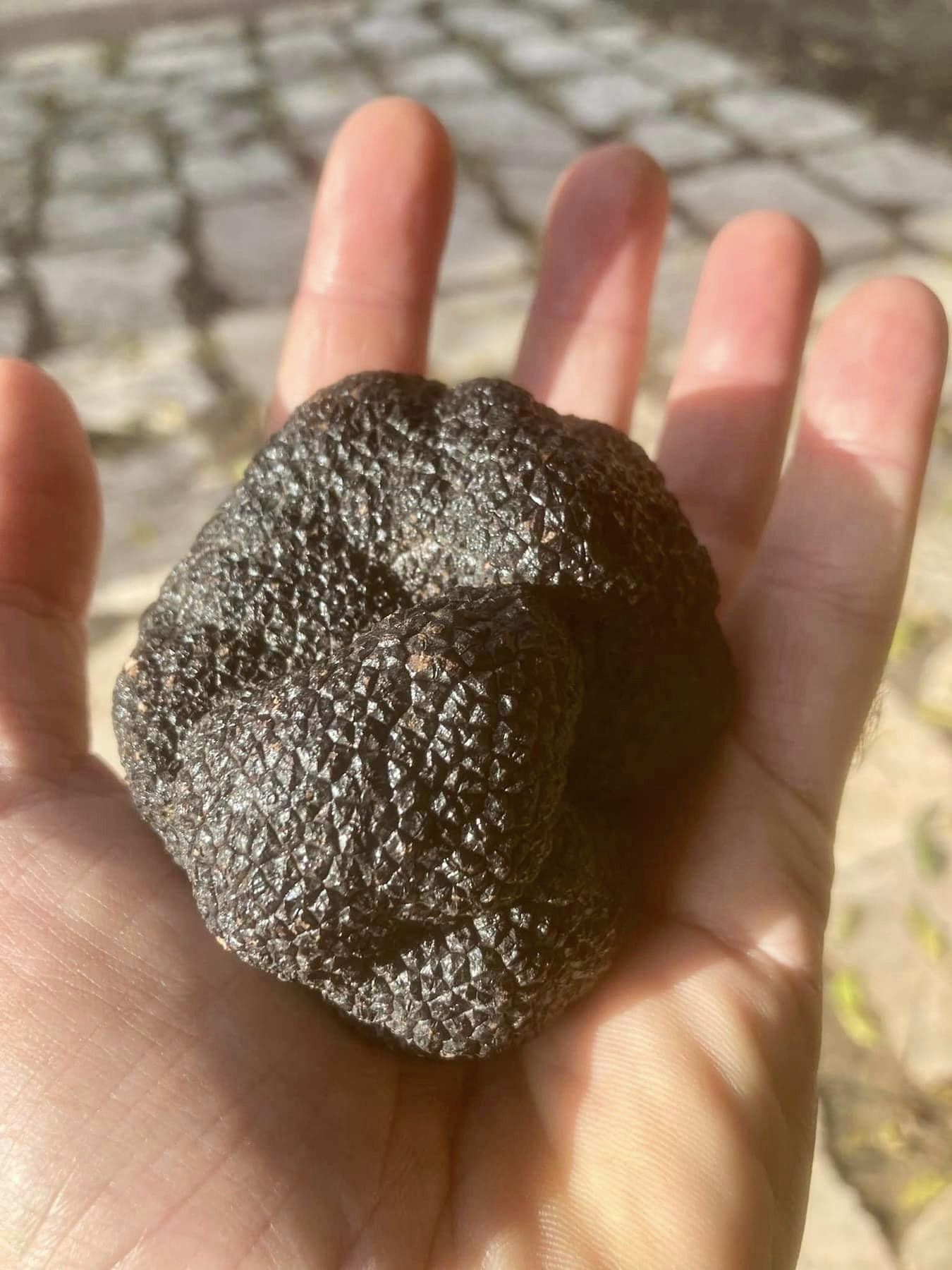 תמונות של עגלת הקפה בגבעת חן