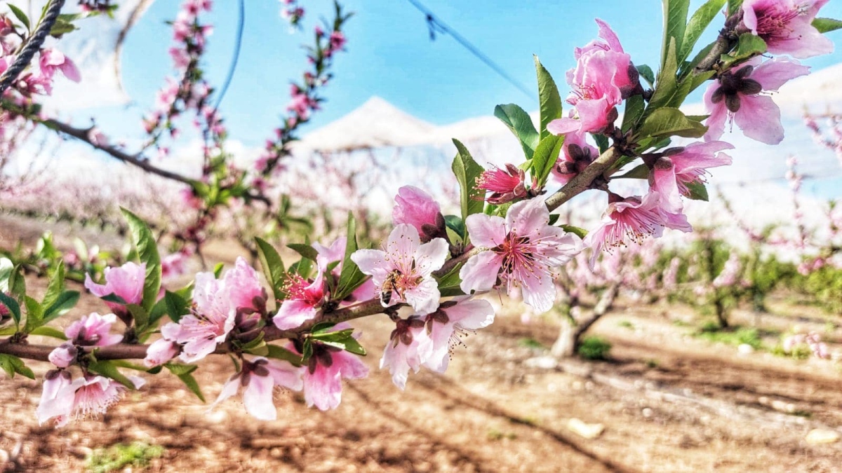 תמונות - אתמול גילינו את הטבע הכפרי בטיול ליד כפר סירקין