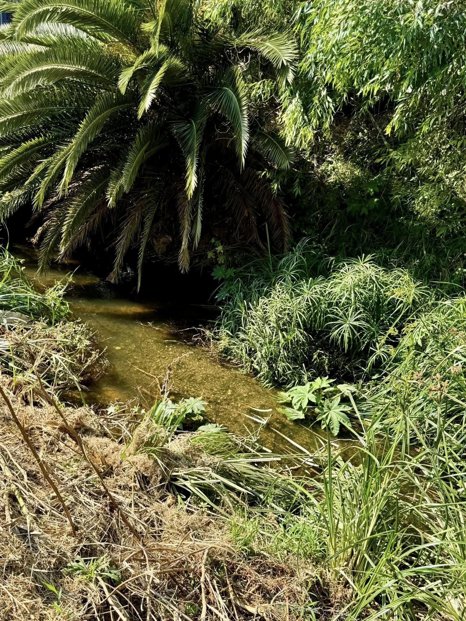 תמונות מנחל הדס