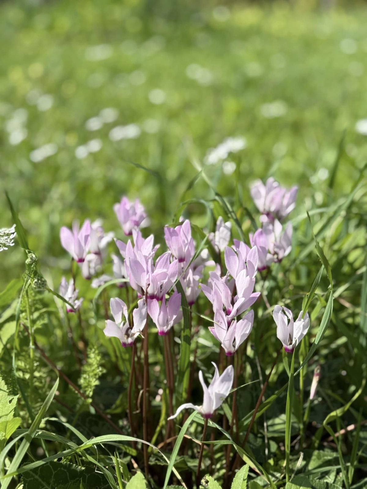 תמונות מאירוע נטיעות משותף דרום השרון - כוכב יאיר צור יגאל