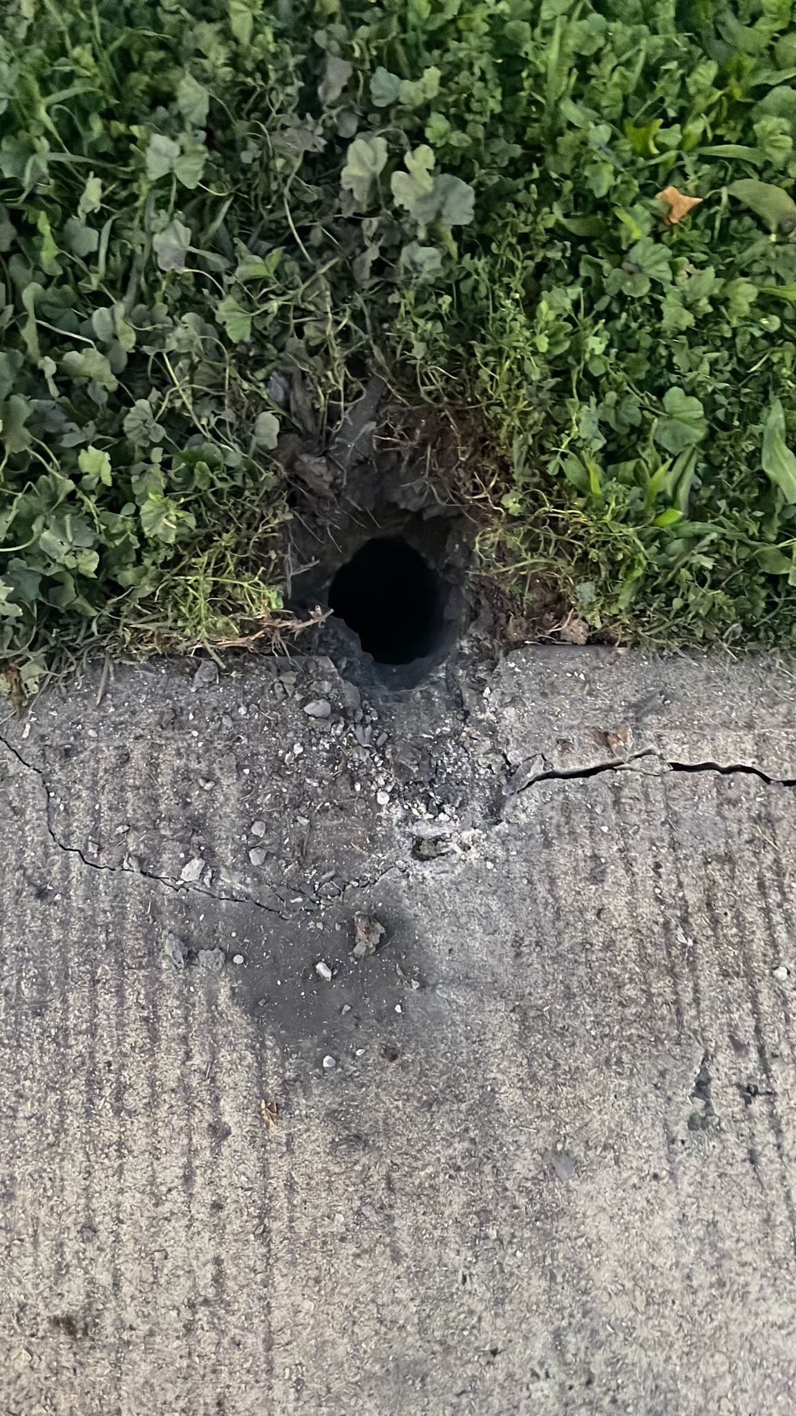 זהירות - נפלים